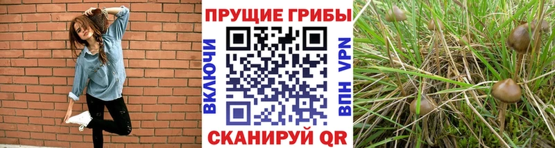 Псилоцибиновые грибы Psilocybe  Купить  Ртищево 